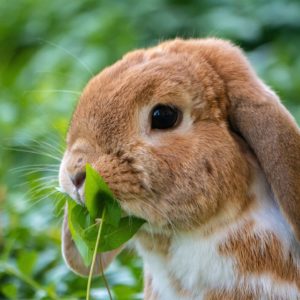 Le lapin digère-t-il l’amidon ?