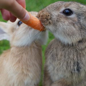 Quel est le poids idéal d’un lapin ?