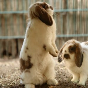 La vie en extérieur pour les lapins - conseils et astuces - BAMM Paris