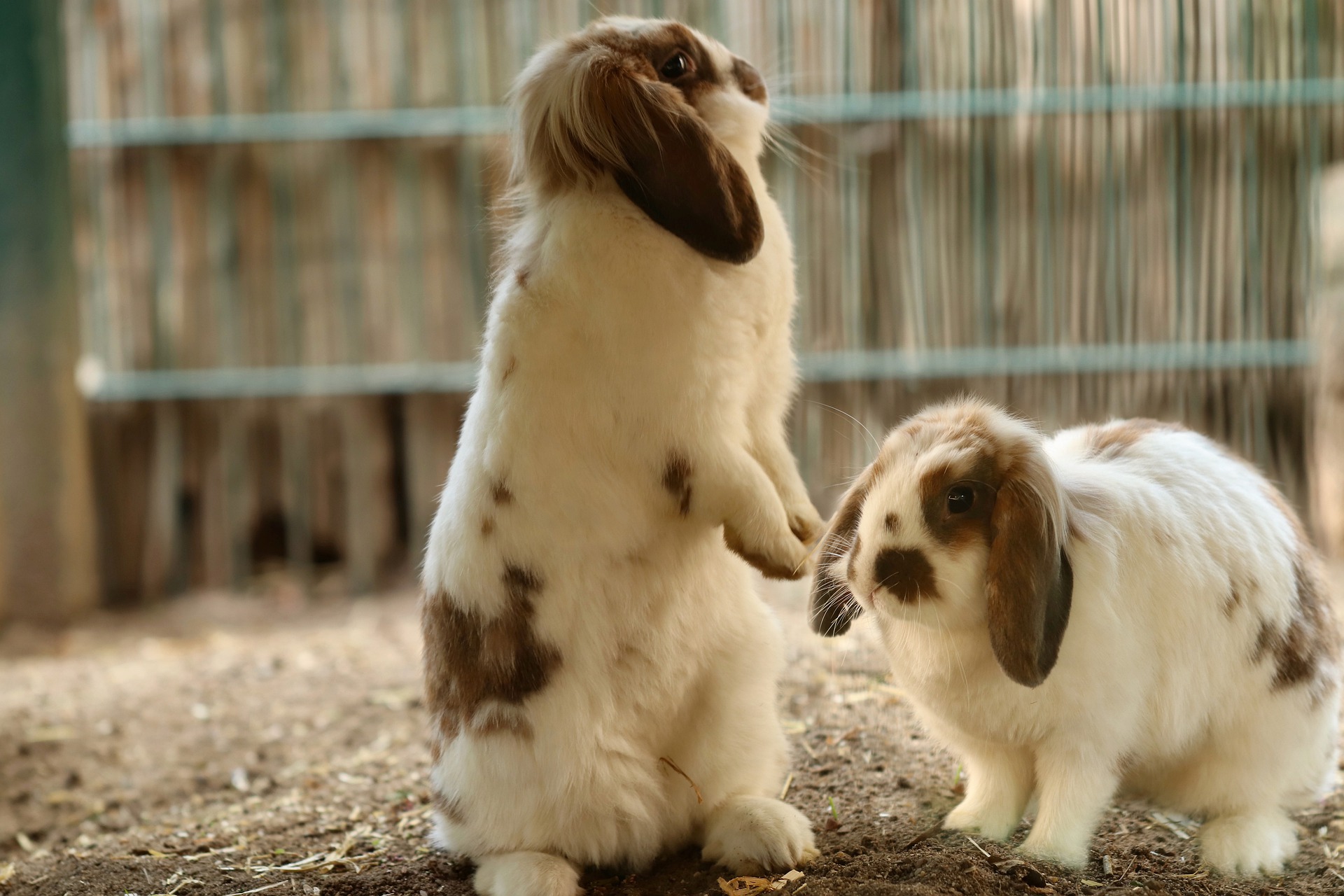 Comment Presenter Des Lapins Etapes De La Cohabitation Bamm Paris