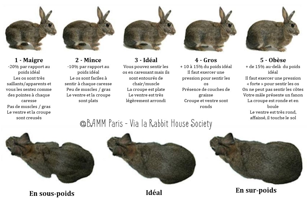 Lapin nain, lapin extra-nain ou lapin toy : quelles différences ?