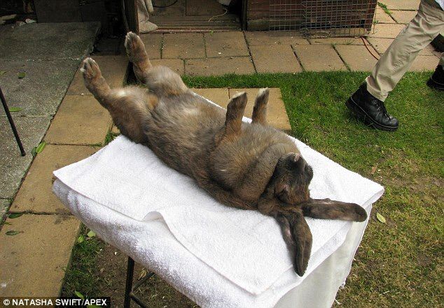 transe lapin