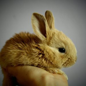 Qu’est-ce qu’un lapin extra-nain, mini ou toy ?