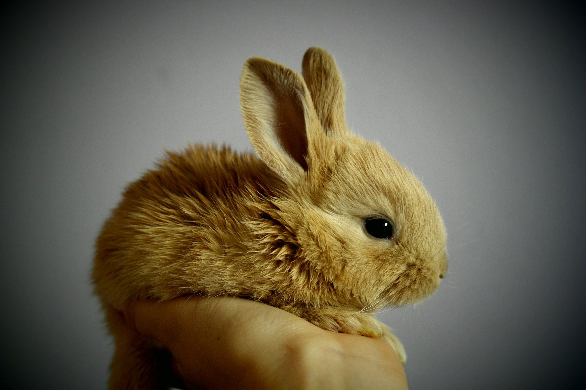 Durée De Vie D un Lapin Extra Nain Qu'est-ce qu'un lapin extra-nain, mini ou toy ? - BAMM Paris