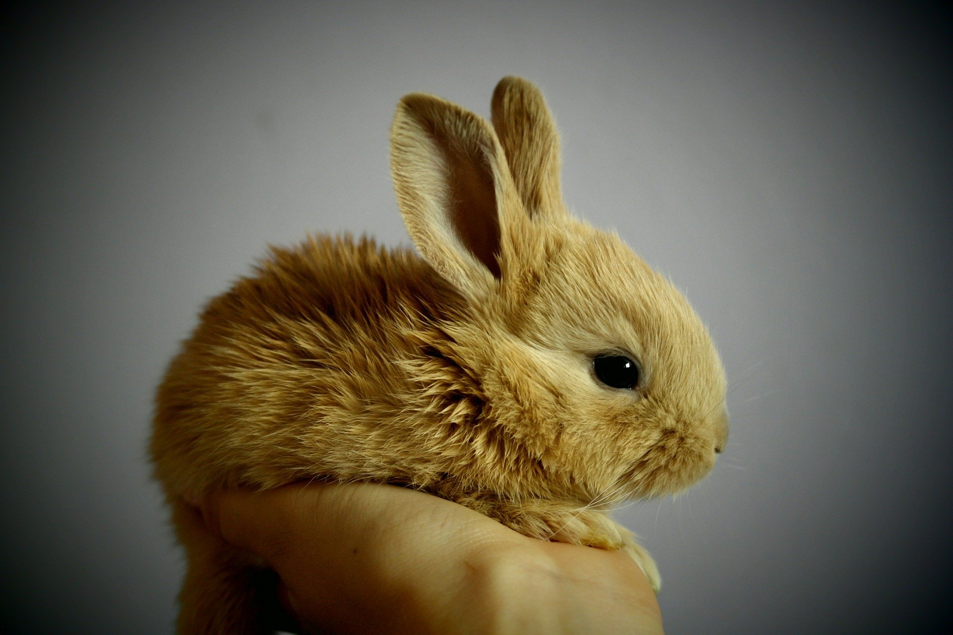 Qu'est-ce qu'un lapin extra-nain, mini ou toy ? - BAMM Paris