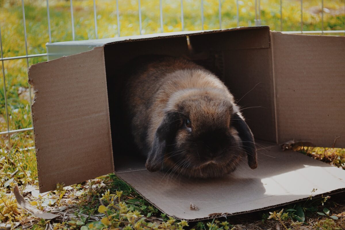 rappel confiance lapin