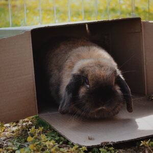 Créer de la confiance et apprendre le rappel au lapin