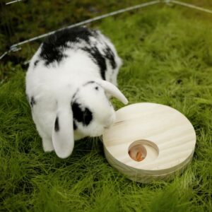 Disque rotatif de jeu en bois pour lapins et cochons d'inde 2