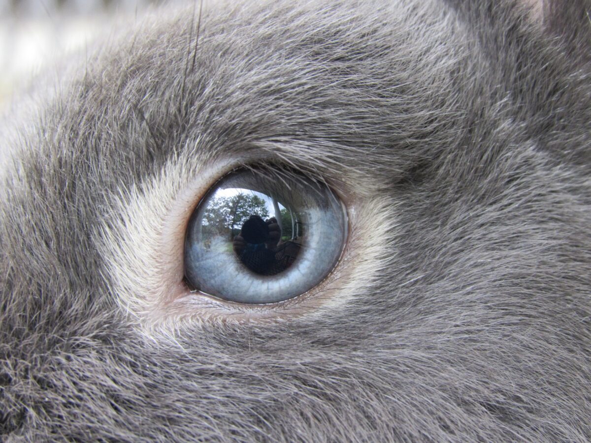 vision lapin vue