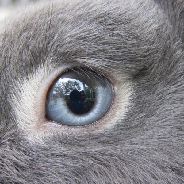 Comment voit mon lapin ? La vision chez les grandes oreilles BAMM Paris