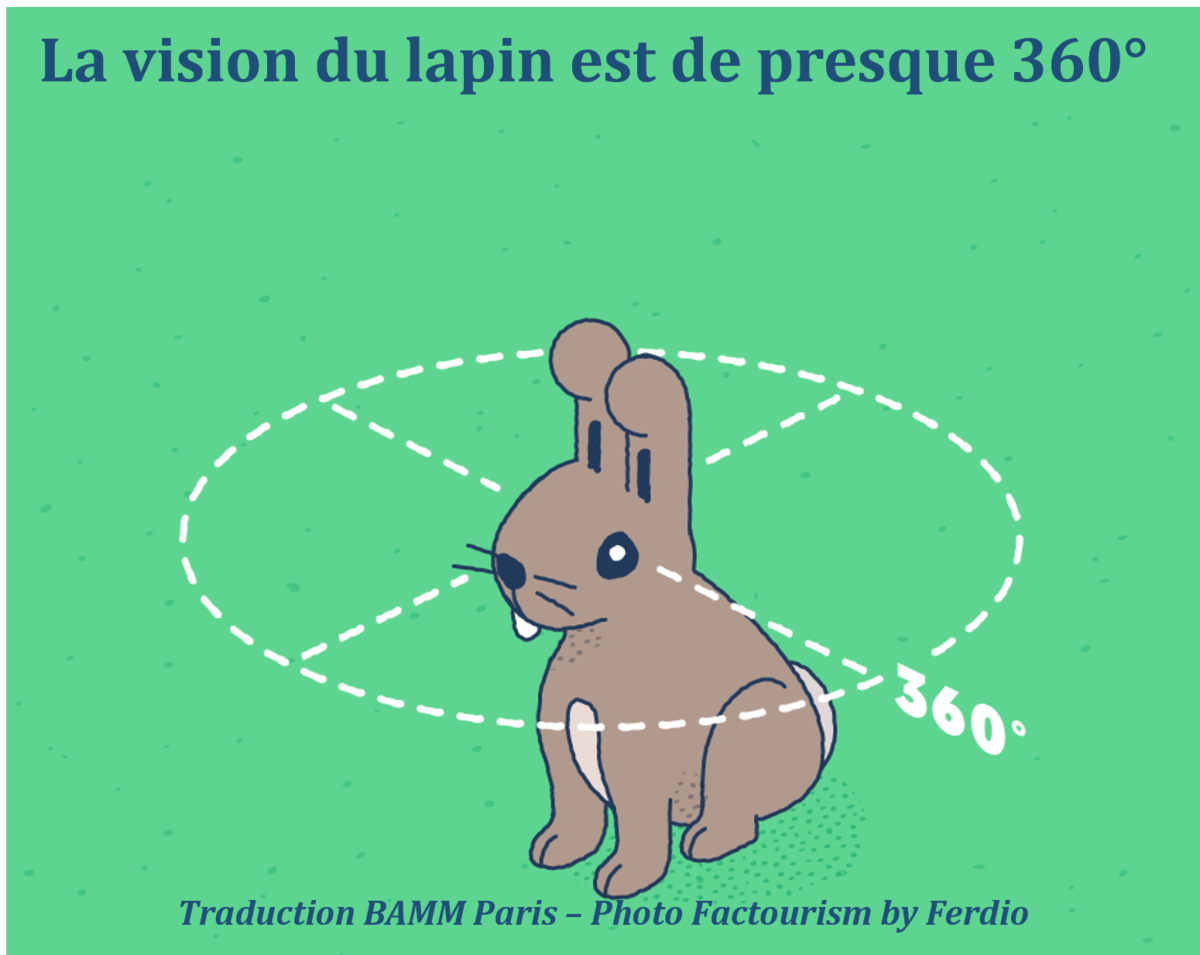 Les oreilles du lapin - Connaître son rongeur