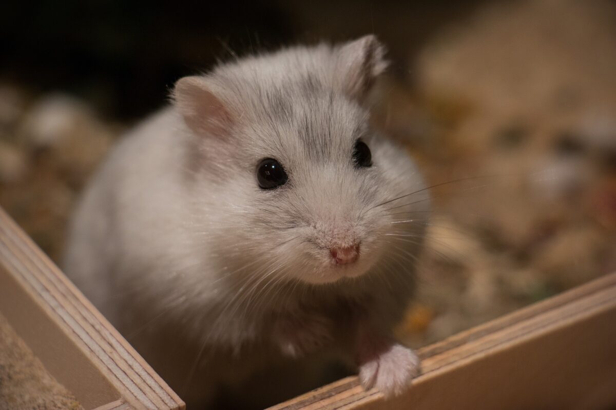 habitat hamster nain dimensions cage