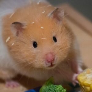 Que mange un hamster : tout sur son alimentation