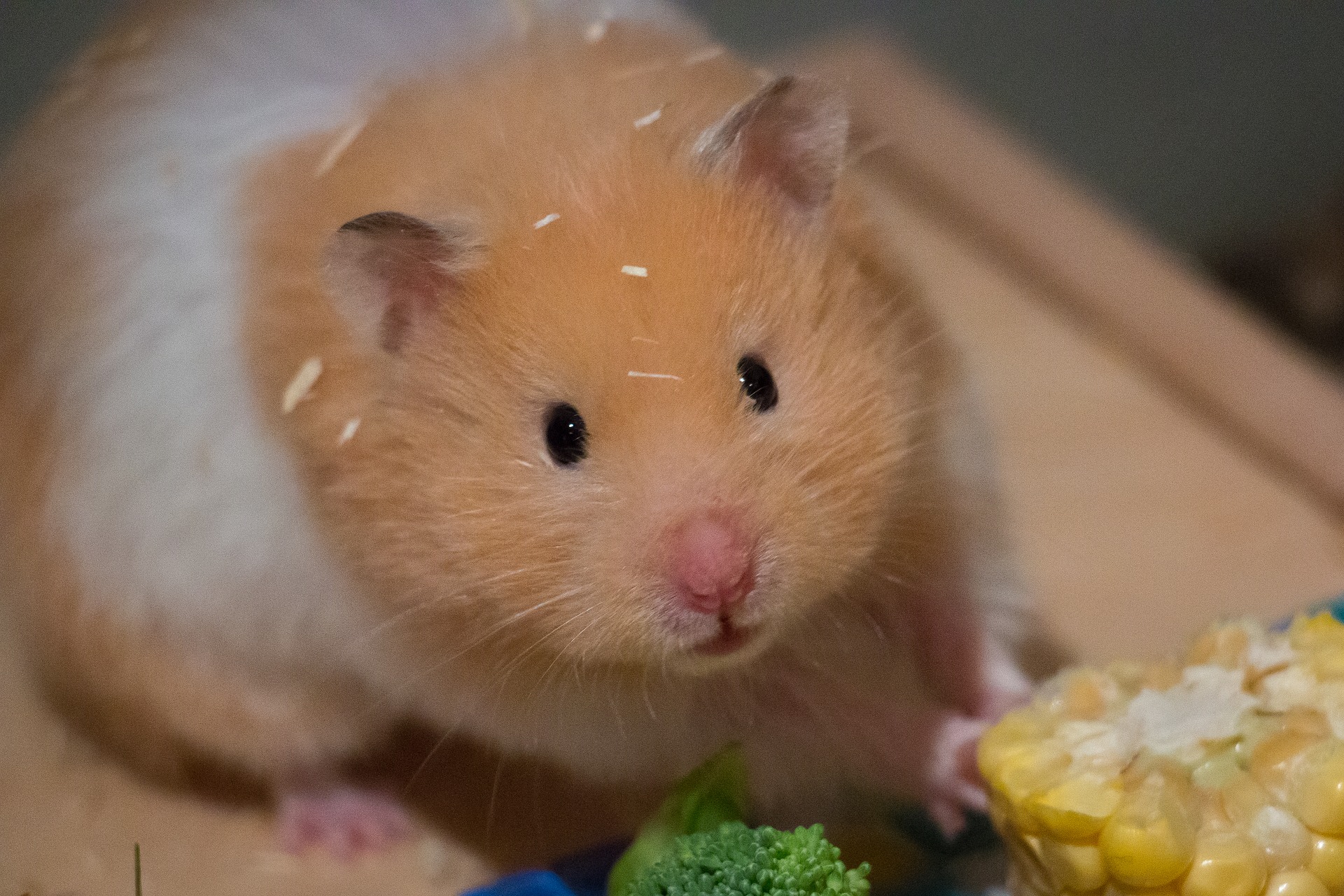 Les bases de l'alimentation des Hamsters - BAMM Paris