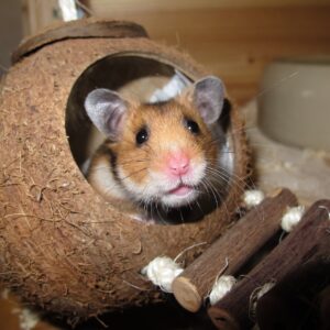 habitat hamster syrien