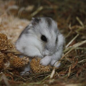 Les bases de l'alimentation des Hamsters nains - BAMM Paris