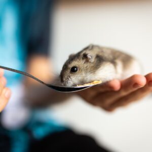 Les bases de l’alimentation des Hamsters nains