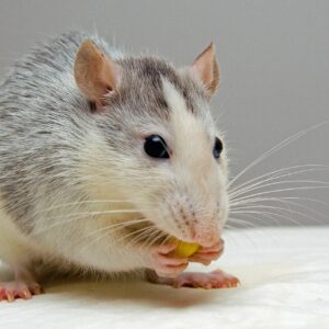 Les bases de l’alimentation des rats