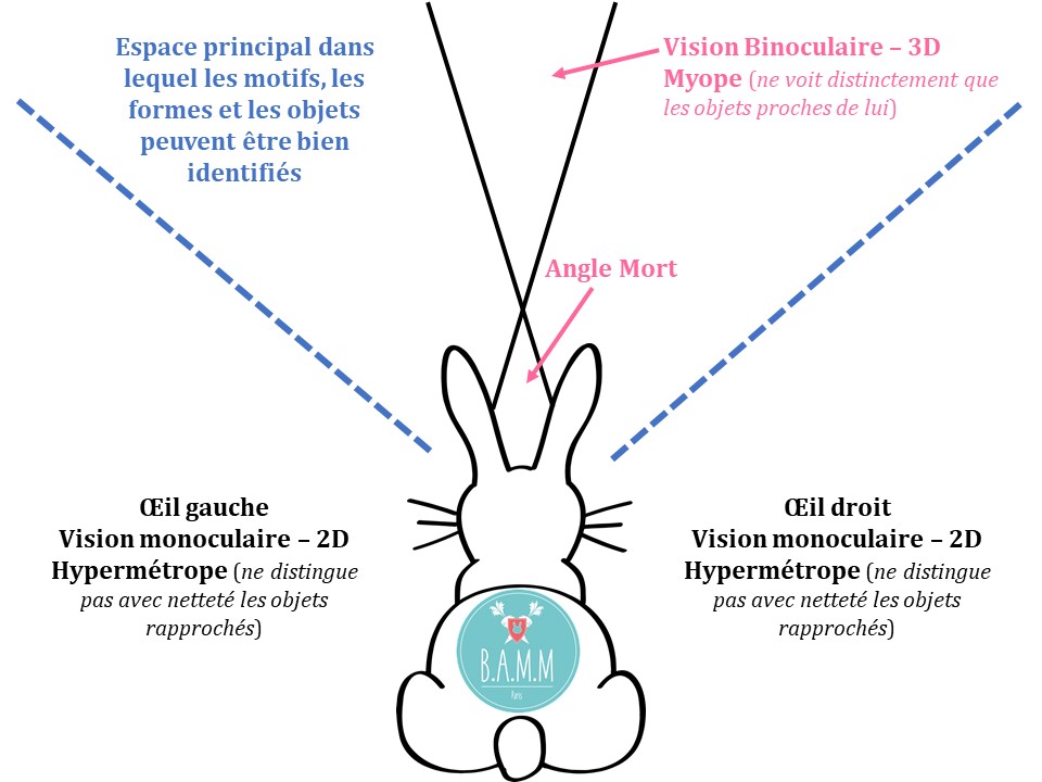 Vision lapin