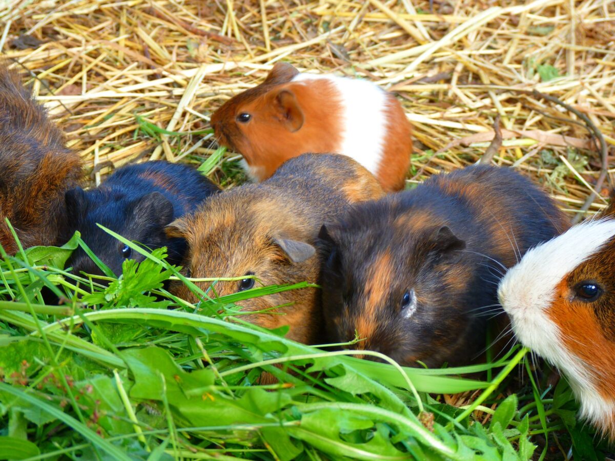 Alimentation du cochon d'inde