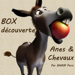 Box découverte pour ânes, poneys et chevaux par BAMM Paris