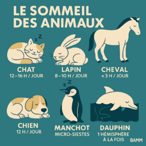 Le sommeil des animaux